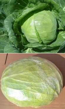 包菜圖片細(xì)節(jié)