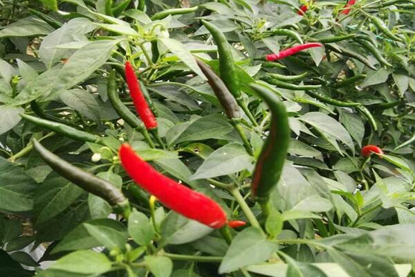 朝天椒生長圖片