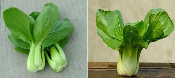 上海青選購(gòu)圖片