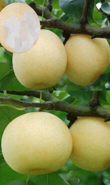 雪梨圖片細節(jié)